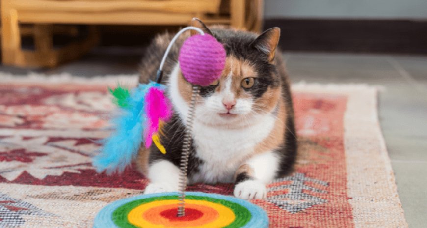 How to Choose the Right Toy For Your Cats?