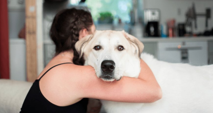 8 Best Breeds for Cuddling: Dogs That Love to Snuggle