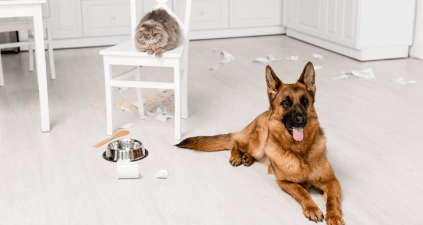 Why Table Scraps Are Harmful to Your Pet’s Health?