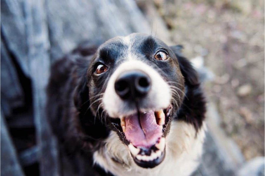 Is Your Dog Truly Happy? Pet Behaviorists Share 6 Sneaky Signs to Look For