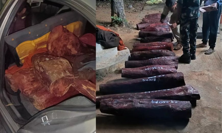 Red Sanders smuggling attempt foiled in Seshachalam forests