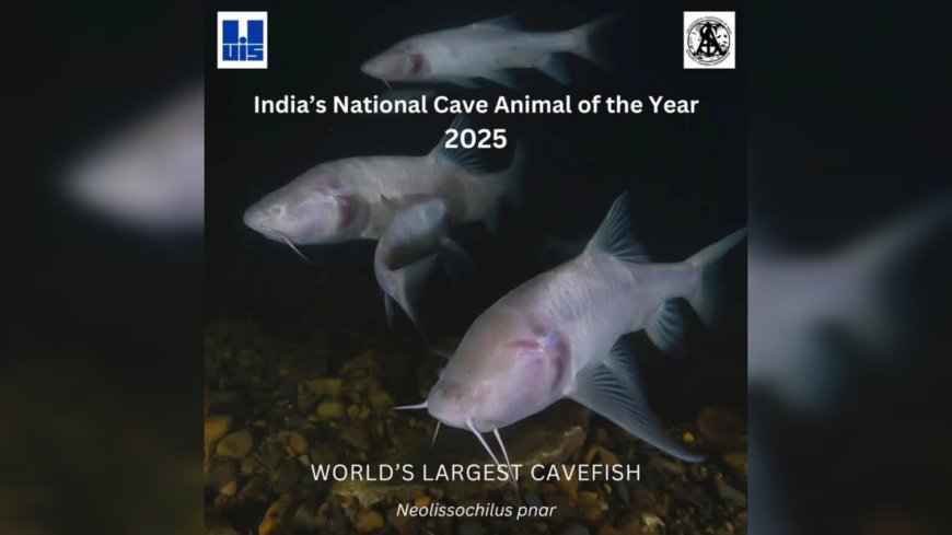 Meghalaya’s largest cavefish named India’s First National Cave Animal