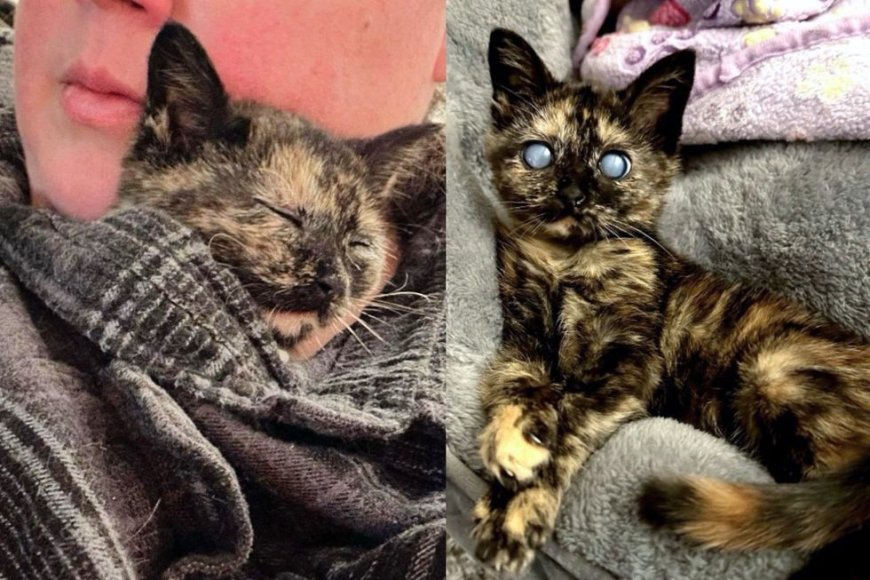 Once They Help Blind Kitten Get Back on Her Feet, They Are Amazed by What She Can Do