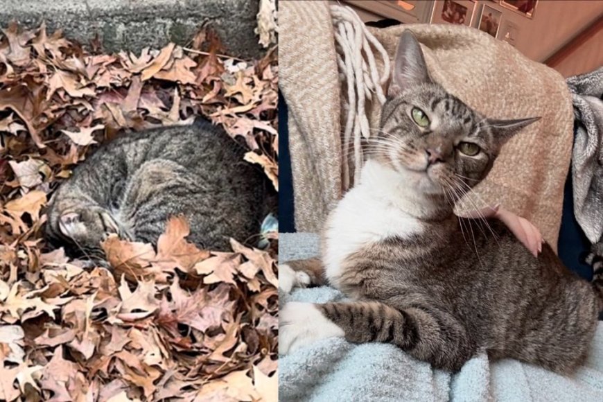 Cat Found Curled Up in Leaves Overnight Comes Up to Person Who Calls Out to Her, Changing Her Life Forever