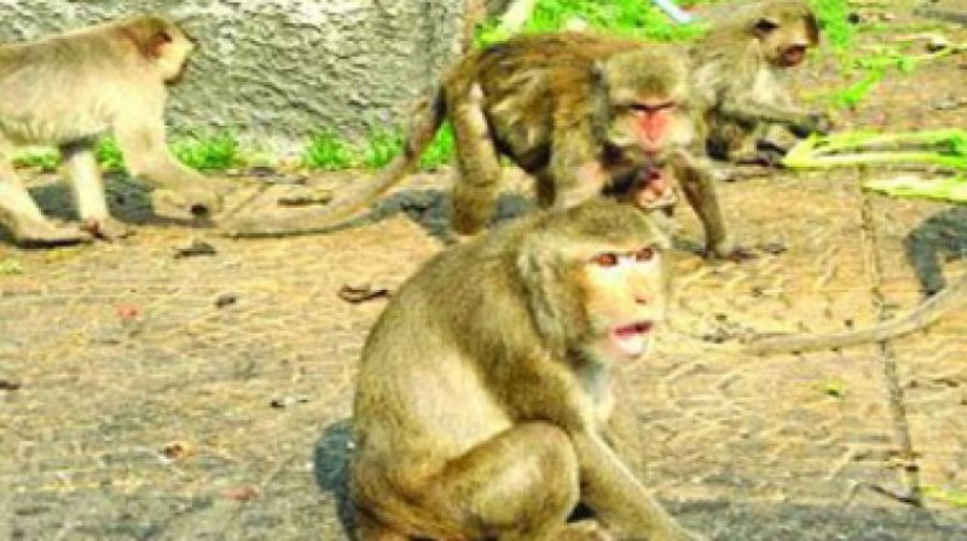 Nalgonda: Monkeys force farmers out of vegetable cultivation