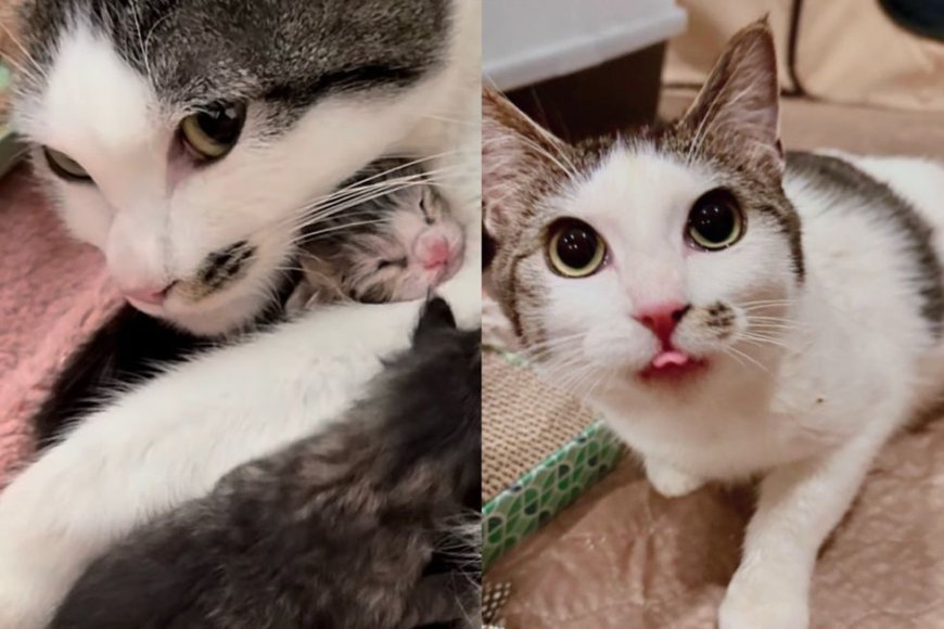 As If Perfectly Timed, Cat Welcomes Kittens Right on New Year's Day, Just Days After Being Taken in