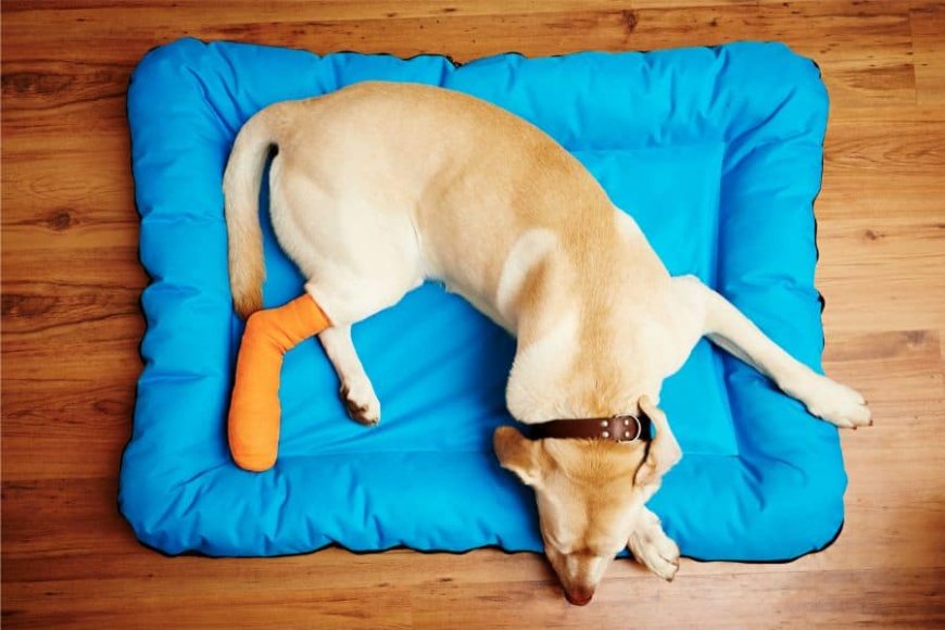 Early Signs of Leg Pain in Dogs