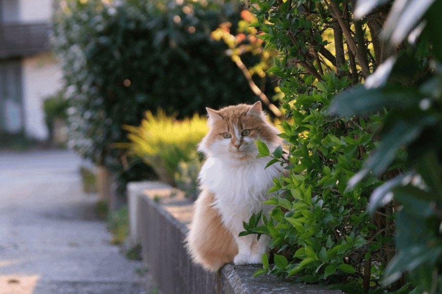 Cat-friendly Plants