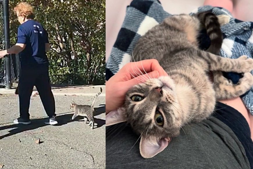 Stray Cat Joins a Walking Group and Charms Everyone, Eventually Finding the Good Life She Always Wanted