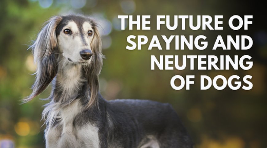 The Future of Spaying and Neutering of Dogs