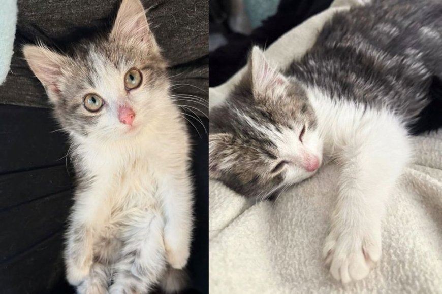 Kitten Climbs Windows Trying to Get into House, Thrilled When Someone Picks Her Up and Changes Her Life