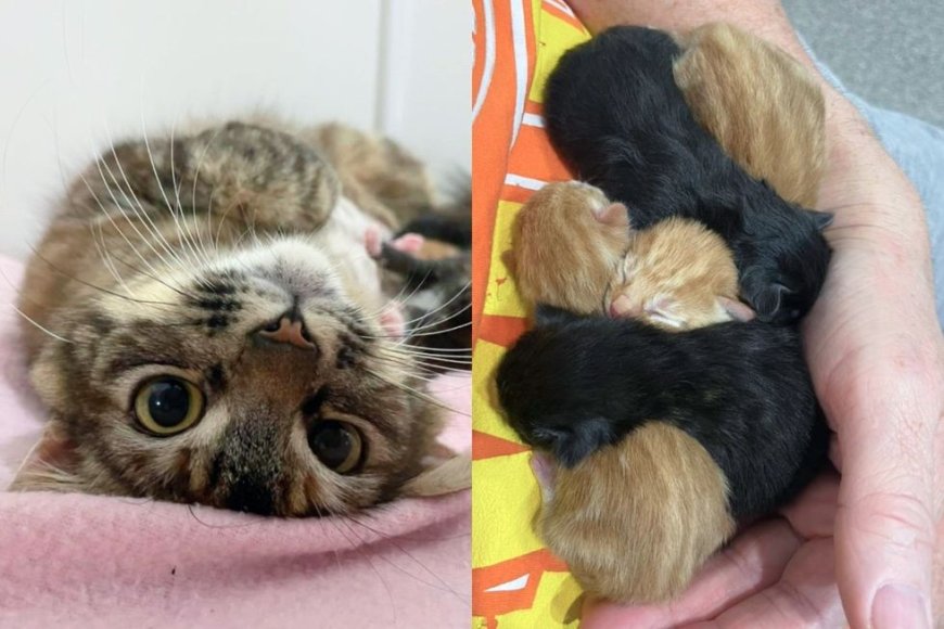 Group Steps in to Help a Cat and Ends Up Saving All Her Kittens Days Later