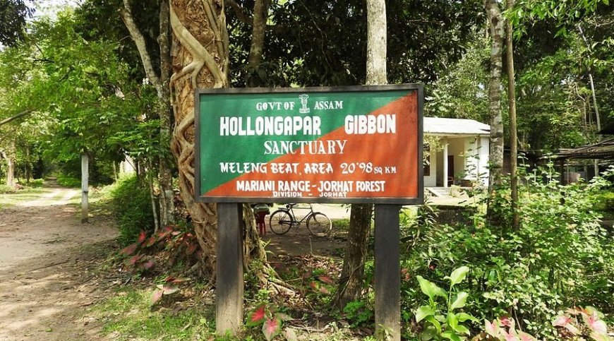 Assam-ni Gibbon Wildlife Sanctuary-o a•ningni to aro gas-ni gimin talbate u•ina man•a gita a•kol puaniko dakanggen