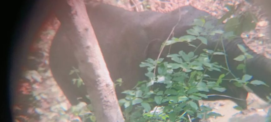 TN temple elephant dies of old age, devotees bid tearful adieu