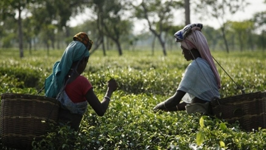 First evidence of chronic pulmonary aspergillosis detected in Assam’s tea garden workers