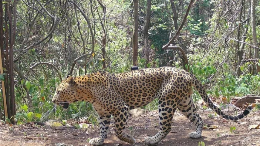 Minor girl killed in leopard attack in Gujarat's Amreli