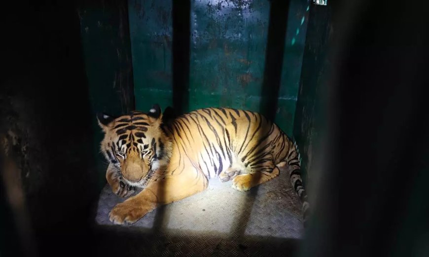 Tiger kills 57-year-old man in Chandrapur district