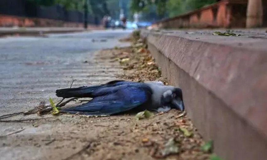 35 crows found dead in two days in Udgir; carcasses sent for testing