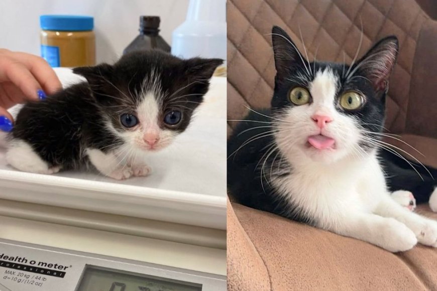 They Take in Smallest 6-week-old Kitten and Watch Him Grow as He Forms Special Bond with Another Cat