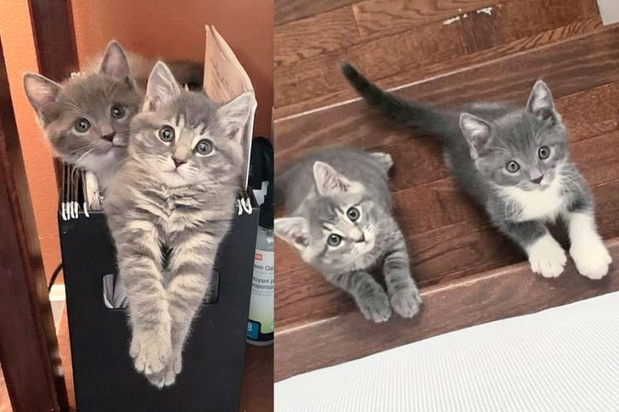 Family Opens Home to Two Kittens, They Hit it off with Their House Cats and Become Double Trouble