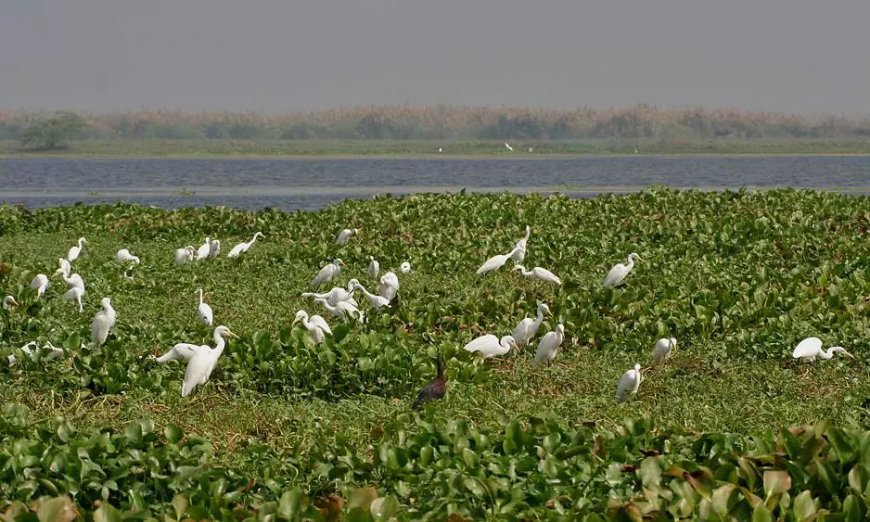 AP Assures SC to Fix Boundaries to Kolleru Wildlife Sanctuary in Three Months