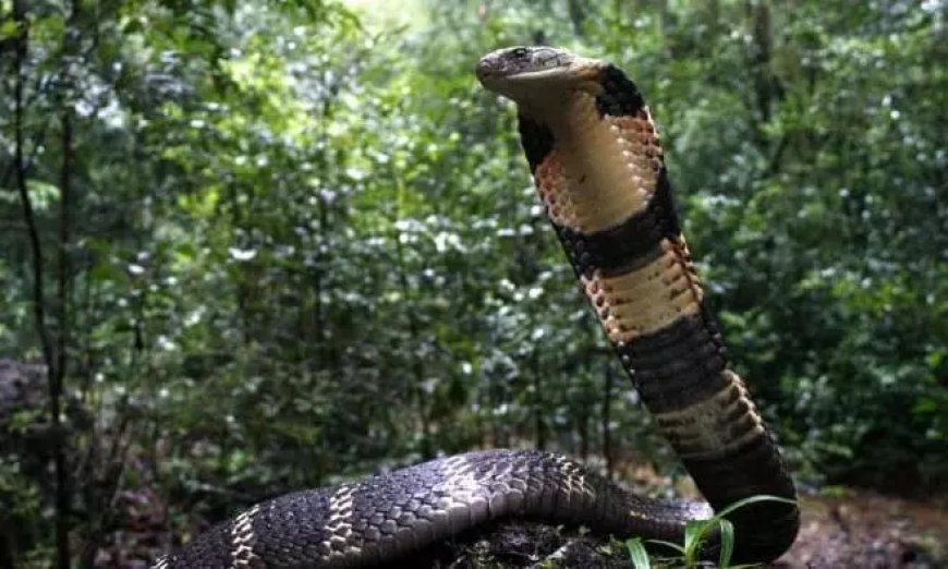 After cheetah, MP explores ‘introduction’ of king cobra to maintain ecological balance, experts suggest to exercise caution