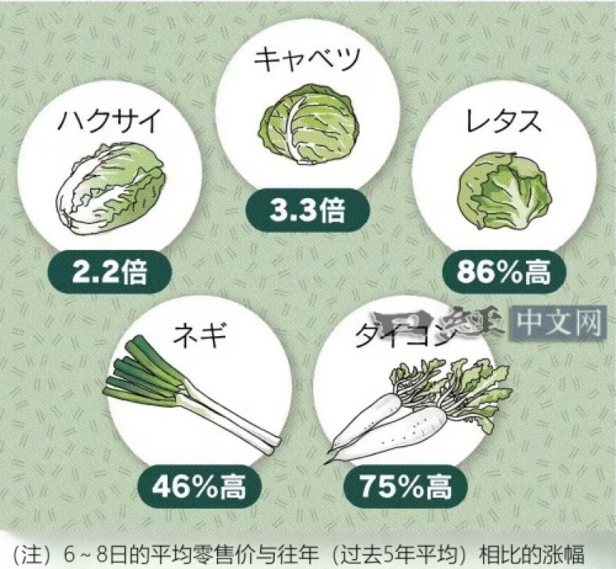 日本蔬菜价格暴涨，卷心菜达到3.3倍