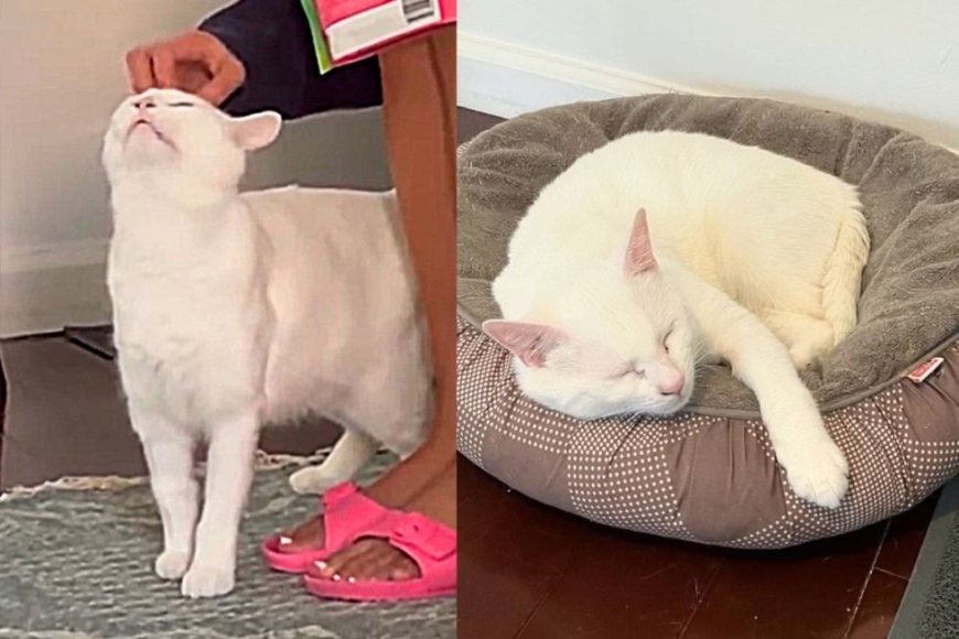 Cat Tries to 'Get Himself Rescued' for Almost Half a Year Finally Gets His Wish This Winter