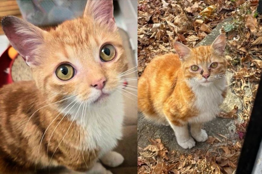 Young Cat Roams Neighborhood for Food Until One Day Person Stops to Help