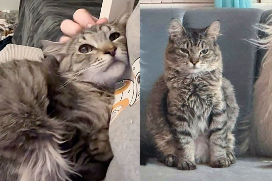 Kitten Went from Being Alone in the World to Feeling at Home with Other Cats, Now Living the Best Life