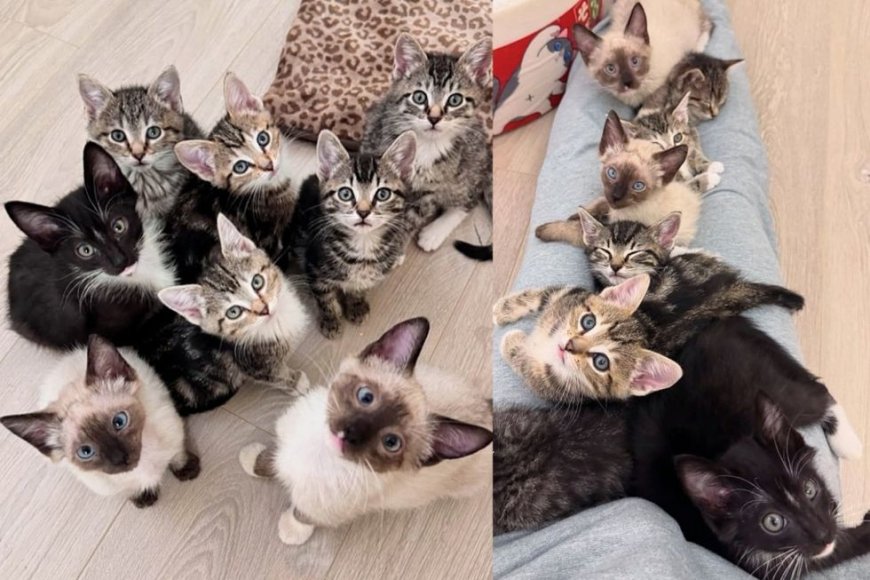 They Take in Three Kittens Who Quickly Join Five Other Cats on Their Lap Cuddling Adventures