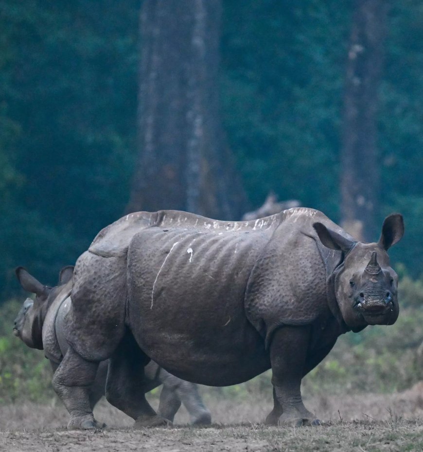 Rhino kills 56-year-old man in Assam