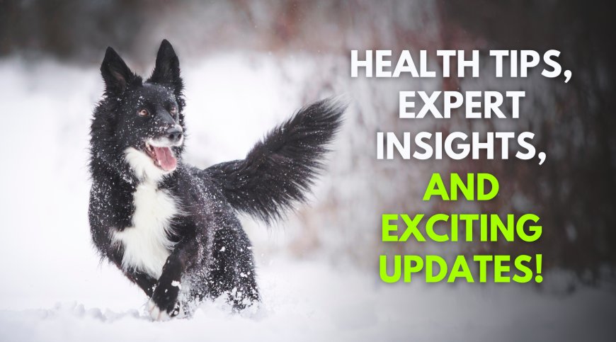 Empowering Dog Lovers with Health Tips, Expert Insights, and Exciting Updates!