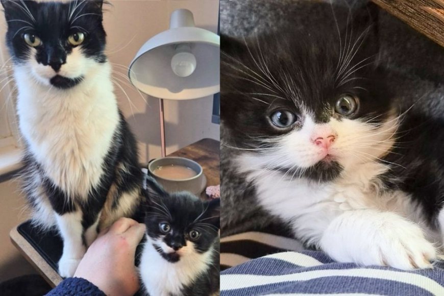 Cat Given New Start with Her Four Tiny Ones, Delighted, She Even Begins 'Helping' Around the Office