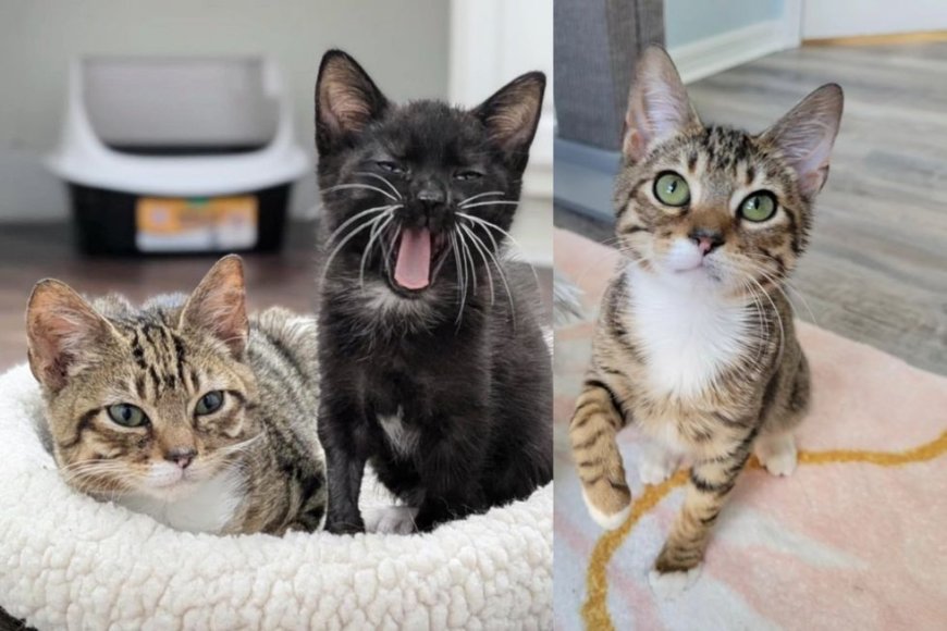 They Bring Kitten Back to Life and Introduce Him to Cat Who Helps Him with Confidence and More