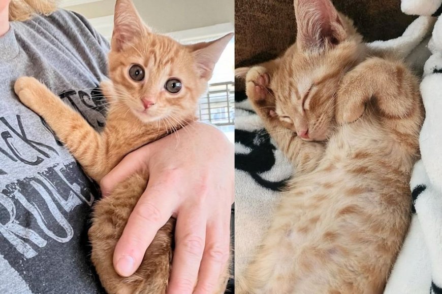 Kitten was So Excited When Driver Stopped to Help, and Yesterday His Wish Came True with Another Cat