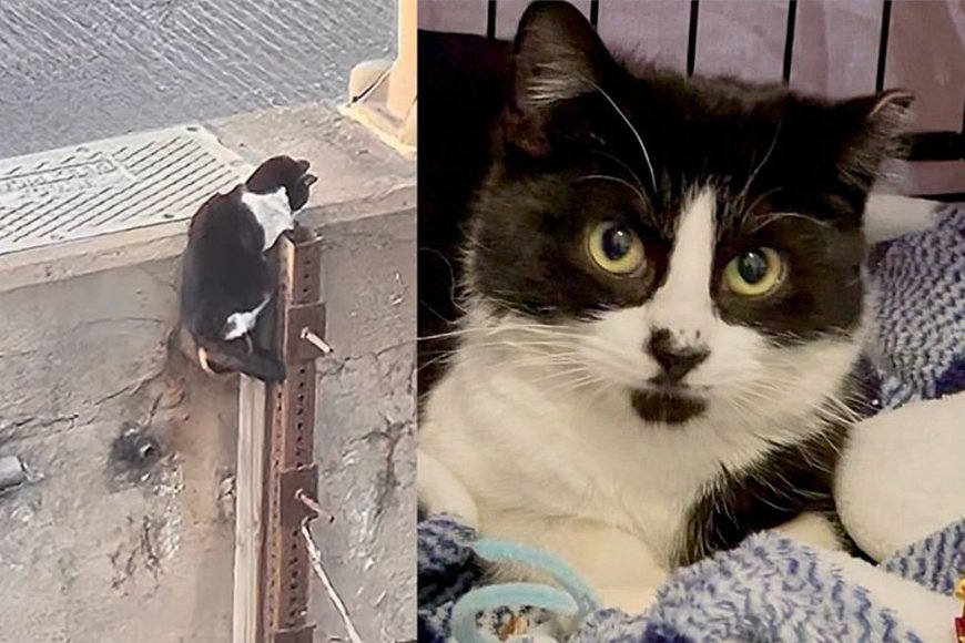 Cat Spotted on Highway Prompted Many People to Come Together and Turn Her Life Around that Night