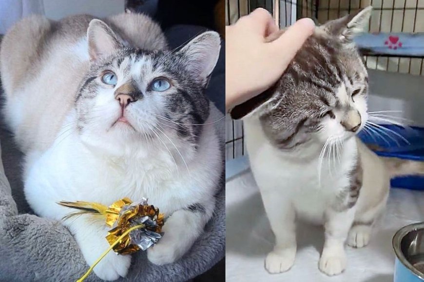 Cat Appears in Neighborhood Hoping for a Meal, Once Inside, He Turns into Gentlest Teddy Bear