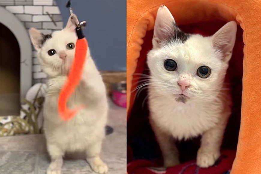 They Take in Kitten Who Looks Defeated at Shelter, Giving Him Hope and Many New Adventures