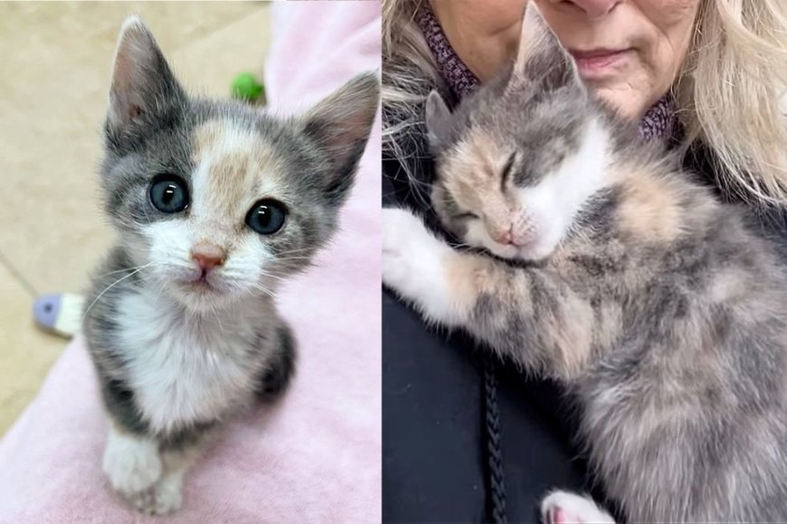 Brave Kitten Gave Most Adorable 'Thanks' to Woman for Saving her, Her Wish Came True Last Weekend