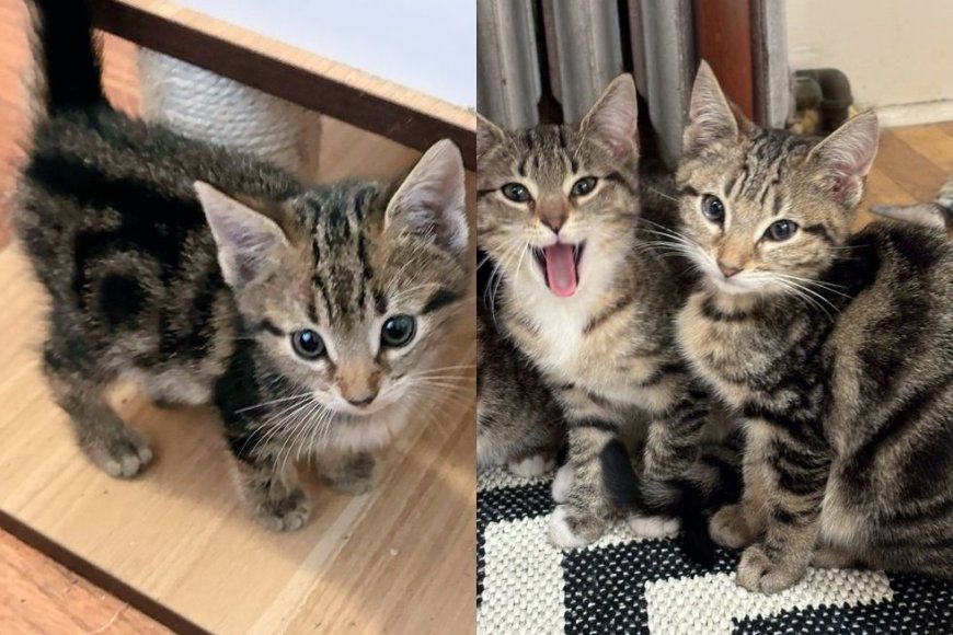 They Give Two Kittens Home But Then Realize There's One More and Return to Complete the Trio