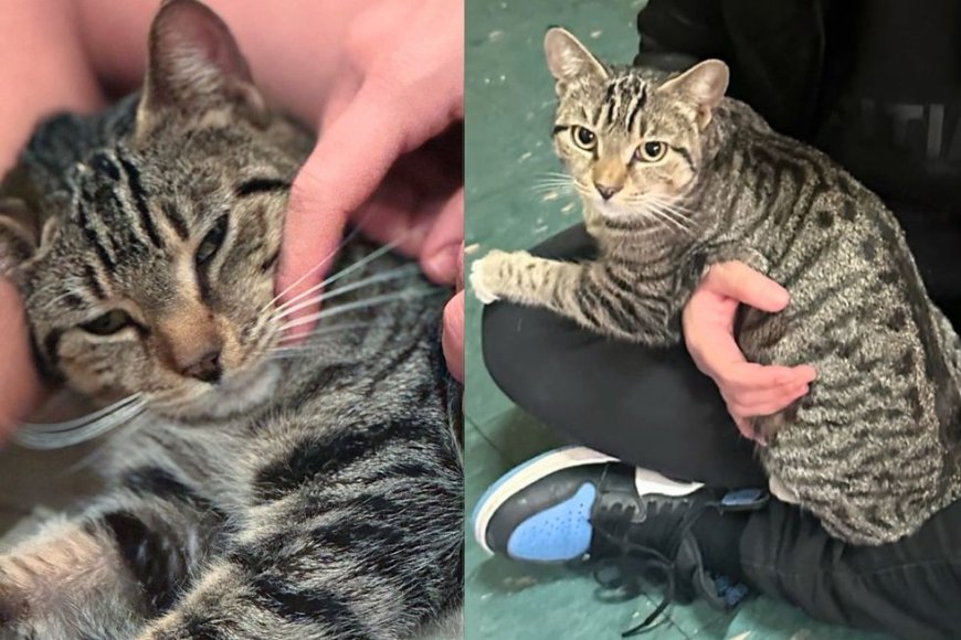 Cat Seen Living Near the Stairs Hops on Person's Lap, Knowing Things are About to Get a Lot Better