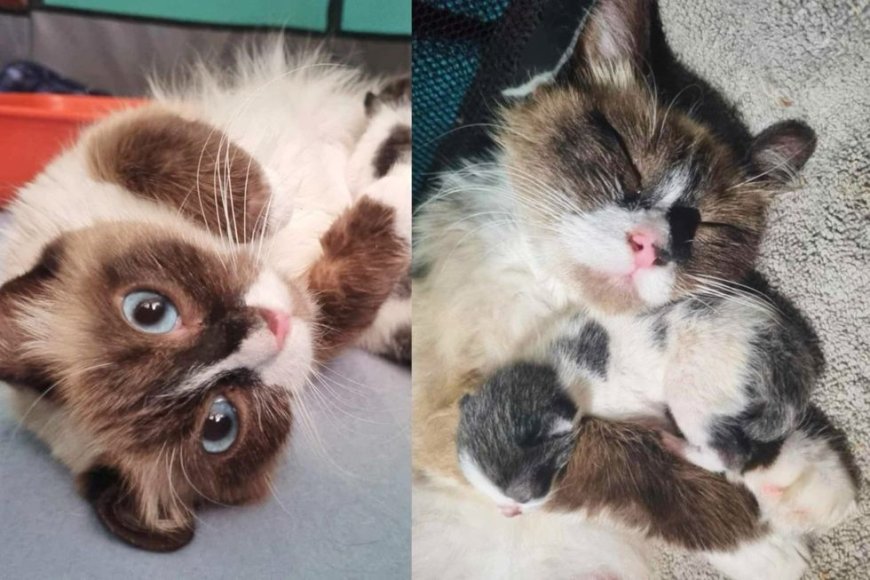 Real Estate Agent Finds Cat Left Behind with Kittens, Their Lives Turn Around Completely in a Week