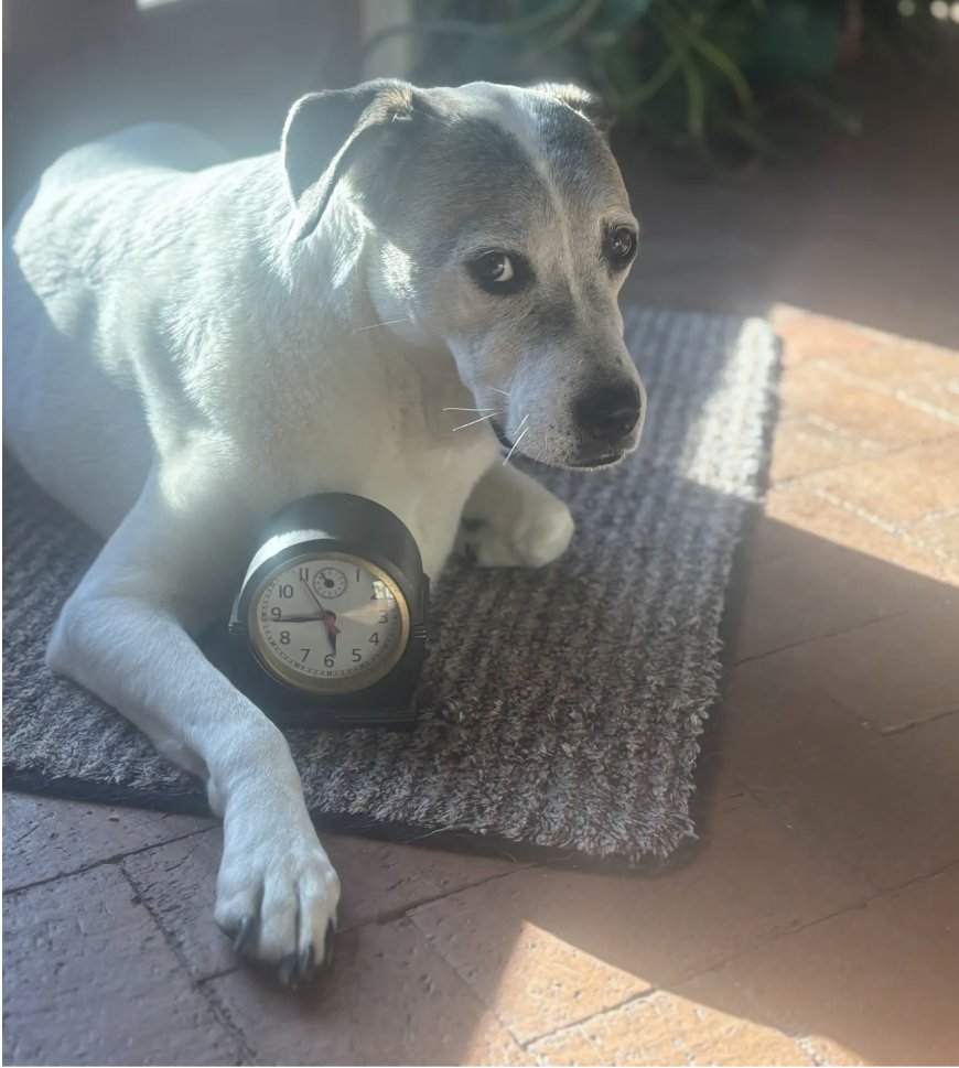 Can Your Dog Can Teach You to Lasso Time?