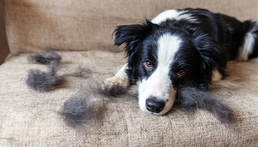 Dealing with Seasonal Shedding: Advice from Animal Hospital Vets