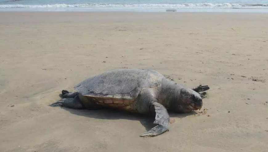 Andhra Pradesh: Efforts on to check rising deaths of Olive Ridley turtles