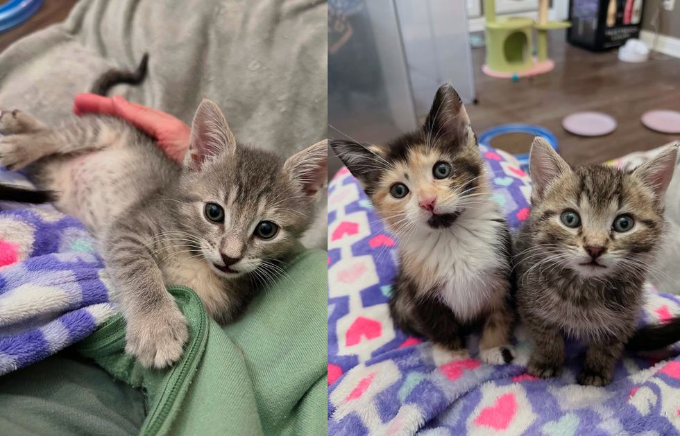 kittens calico tabby