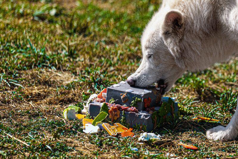 One of the dire wolves eating his cake