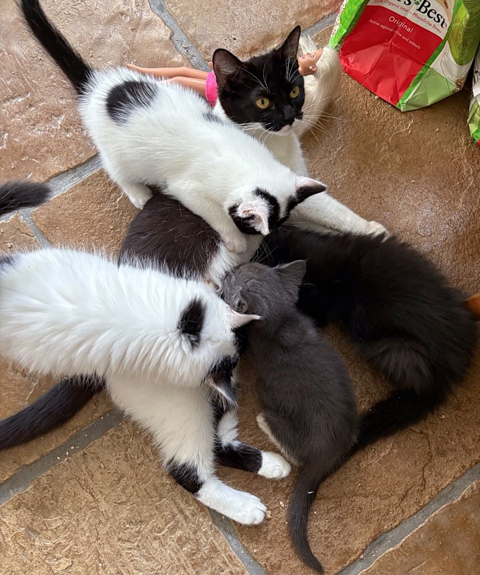 cat mother nursing kittens