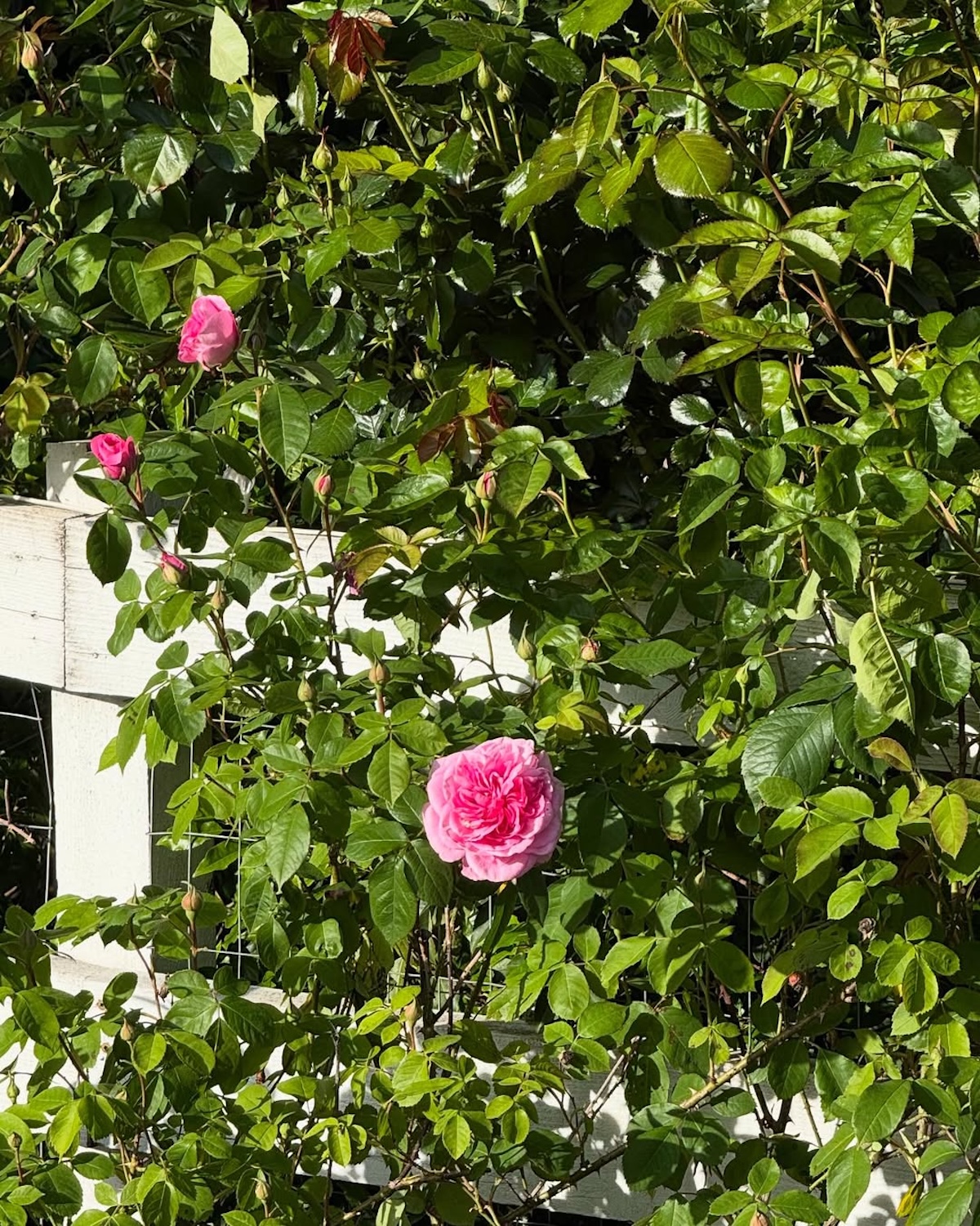 Pamela Anderson's Garden at Her Canada Home Photos of Her Oasis